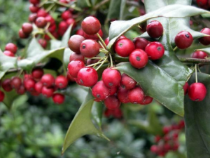 �۹��ӵĹ�Ч������ �۹����ν��ʹ