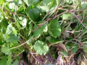 ������Ĺ�Ч���� ����������������