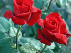 ��ʲôʳ������Ŷ� õ�廨�����ݹ�Ч