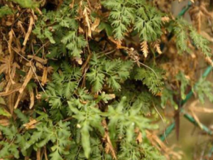 ����ɳ������Щ��Ч ����ɳ��������ȷ�