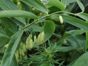 �Ӽ���ĸ�������Ĺ�Ч �Ӽ���ĸ���������ο���