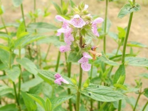 ���۲ݵĹ�Ч������ ���۲��γ����Ѫ