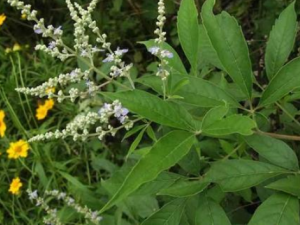 ĵҶĹЧ ĵҶη纮ð