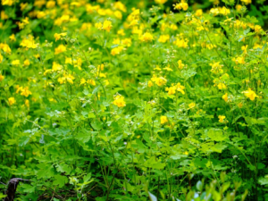 �����˵Ĺ�Ч���� ��������������������