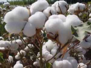 �޻��Ĺ�Ч �޻�����Ѫ��