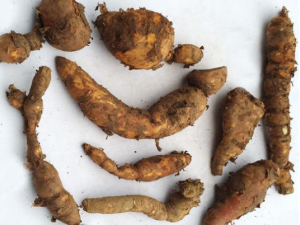 ��ɽ���Ĺ�Ч���� ��ɽ����������Ѫ��Ƣ˳��