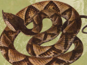 ޭ�ߵĹ�Ч���� ޭ�߿��ν����Ѣ