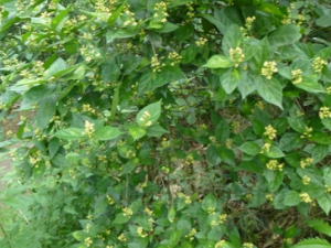 �ƾ�֦�Ĺ�Ч���� �ƾ�֦�λ����˳ɴ�