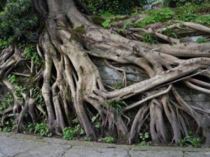 �������Ĺ�Ч �������η�ʪ��ʹ