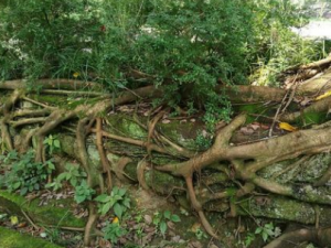 ����Ƥ�Ĺ�Ч���� ����Ƥ�η�ʪʹ