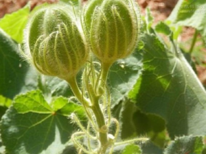 ���ѻ�����Щ��Ч ���ѻ���������