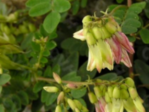 ���ȵĹ�Ч���� ������ʯ��Ƥɫ����