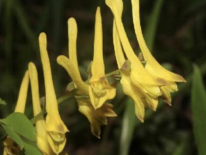 ��������Щ��Ч �����δ�����ʹ