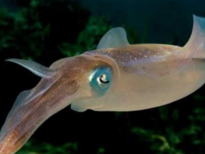 �����㸹��ī�Ĺ�Ч �����㸹��ī��������ֹѪ