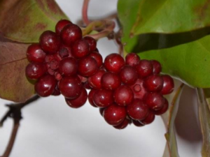 ������ζ�ӵĹ�Ч ������ζ�����ڷ������