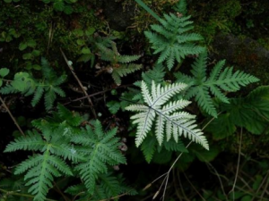 �л���ާ����Щ��Ч �л���ާ�����Ƚⶾ