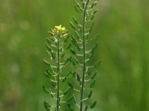 ����������Щ��Ч ������������̵֢ˮ��ʢ��֢