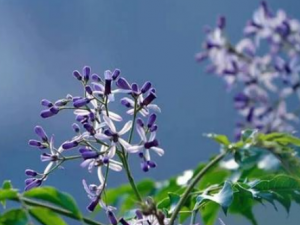 鬻�����Щ��Ч 鬻���������