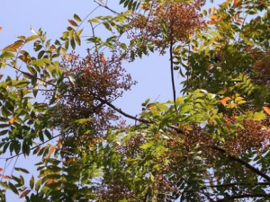 ����ѿ�Ĺ�Ч ����ѿ�����ȿڿ�