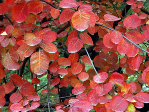 ���ӵĹ�Ч���� ���ӿɳ����Ƚ����