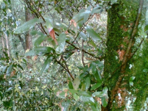 ����θ�׵ķ��η��� ��ҽ������η�������θ��