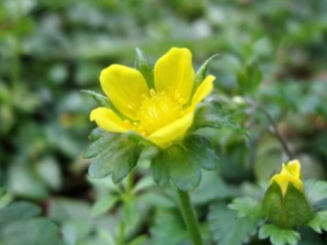 �ƻ�������Щ��Ч �ƻ�����ŧ�ײ��׳�ŧ��ʹ