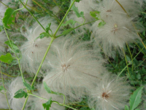 �ƻ�����������Щ��Ч �ƻ��������η�ʪ�ؽ�ʹ