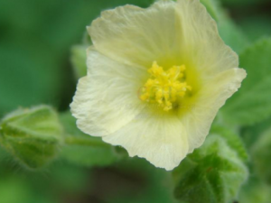 �ƻ�������Щ��Ч �ƻ�������������