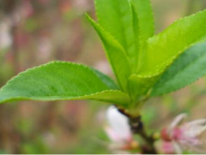 ��Ҷ�Ĺ�Ч���� ��Ҷ�Ĺ�Ч�η���ͷʹ