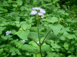 ��������Щ��Ч ���ݿ���С�����������Ѫ