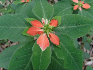 Ҷ������Щ��Ч Ҷ�󻨿ɵ���ֹѪɢ������