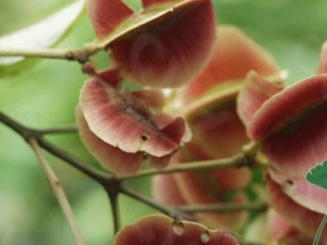 ���糵�ӵĹ�Ч ���糵�ӽ�θ�����λ׳�