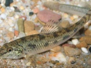 ����Ĺ�Ч ������ű����֢