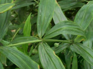 ��Щ�˲��ʺϷ��ö���Ҷ ����Ҷ�ķ��ý���