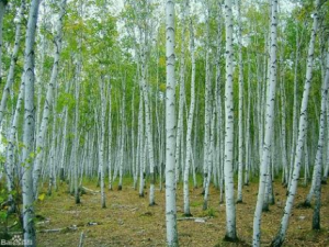 ����Һ�Ĺ�Ч ����Һ��̵������