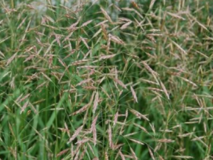 ��ü�ݵĹ�Ч ��ü���ε�������