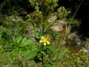 ��Ѫ������Щ��Ч ��Ѫ���λ����͸���