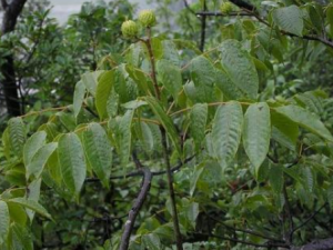 ������������Щ��Ч ���������ν���ʪ��