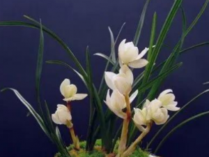 ����������Щ��Ч �������γ������