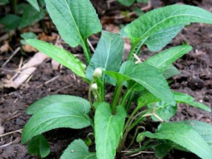 ��ͷ�ݵĹ�Ч ��ͷ���ζ��۶�