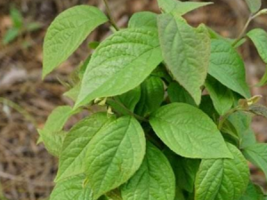 ��ɽ������Щ��Ч ��ɽ���ε�������