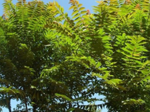 Ѽ��Ƥ�Ĺ�Ч������ Ѽ��Ƥ����з��ȼ�ɫ��