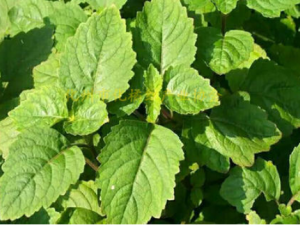 ��޽������Щ��Ч ��޽������ʪ������