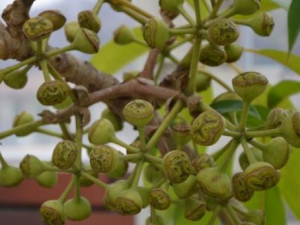 ��צҶ�Ĺ�Ч���� ��צҶ��������ɢ��ֹʹ�Ĺ�Ч