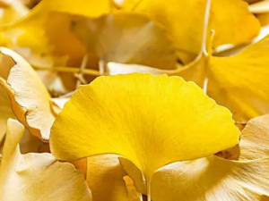 ����Ҷ�Ĺ�Ч ����Ҷ���Ը��ƾ�����