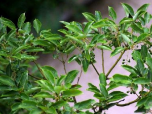 �����Ĺ�Ч���� ������������ʹ