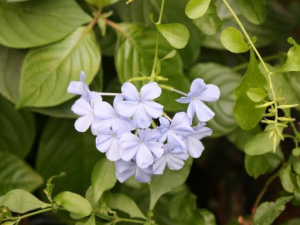 �����ݵĹ�Ч���� �������η�ʪ�ؽ�ʹ