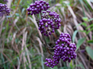 ����������Щ��Ч �����������˳�Ѫ