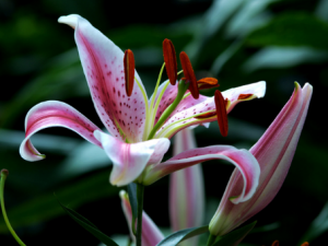 �ٺ���ʲô���ݹ�Ч �ٺϷۼӺ������ڵ���