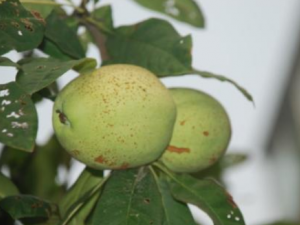 ڤ髵Ĺ�Ч���� ڤ����η�ʪ��ʹ